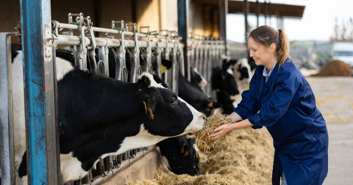 Dairy Farm Worker Jobs in Canada